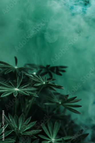 Green background with green lefs of lupin flowers in the mist and moody effect 