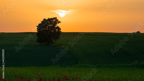Lonely oak standing in a fi...