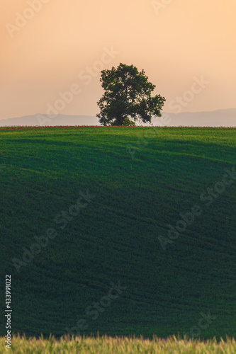 Lonely oak standing in a fi...