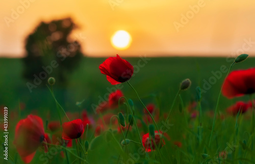 Poppy field at sunset. Popp...