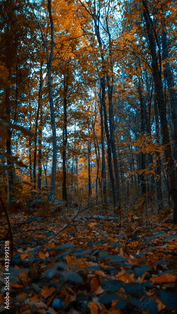 forest forest