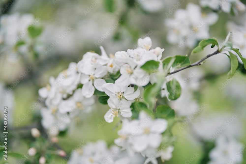 Blooming apple tree. Pink flowers of an apple tree.