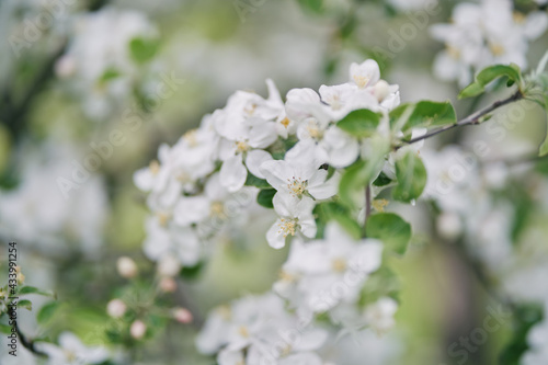 Blooming apple tree. Pink flowers of an apple tree.