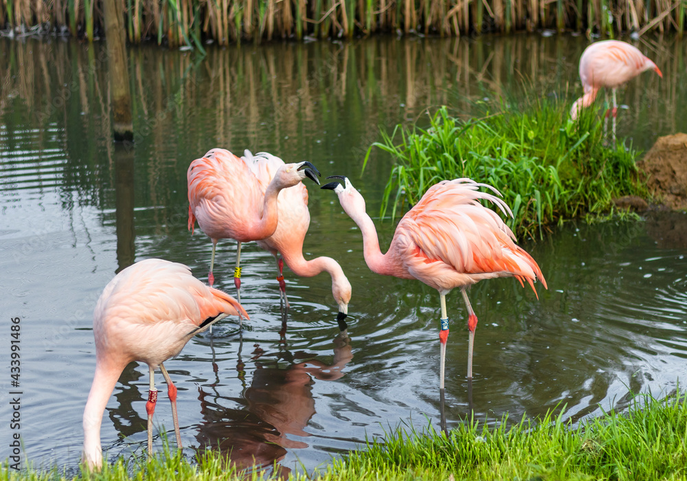 Obraz na płótnie Flamingi bawiące się w wodzie. w salonie