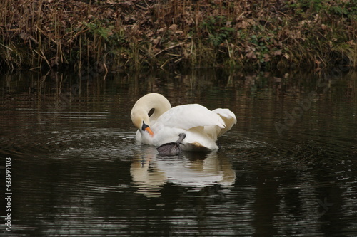 white swan on the lake