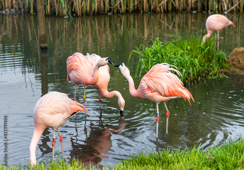 Flamingi bawiące się w wodzie.