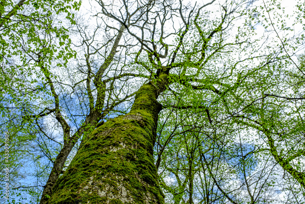 Fototapeta premium Old tree trunks, dark deep woods, bottom up view.