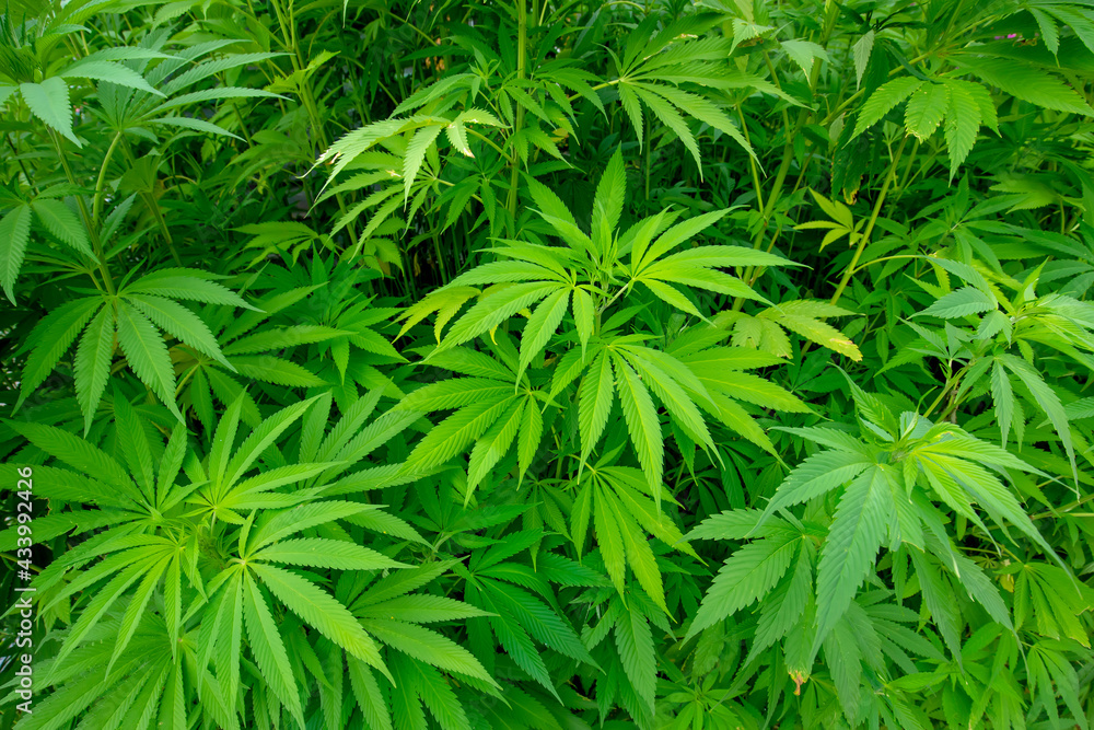 Marijuana plant, natural background