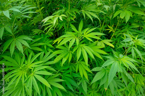 Marijuana plant  natural background