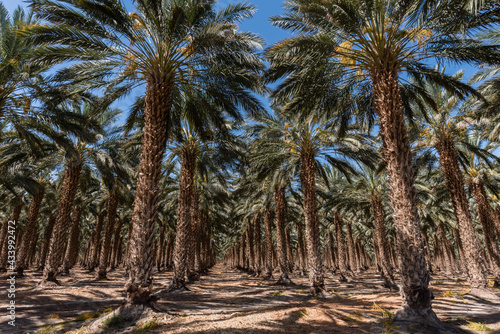 Fototapeta Naklejka Na Ścianę i Meble -  Scenic date palm grove near Salton Sea, Southern California