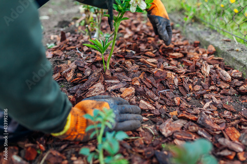 Fotografie Gardener mulching spring garden with pine wood chips mulch