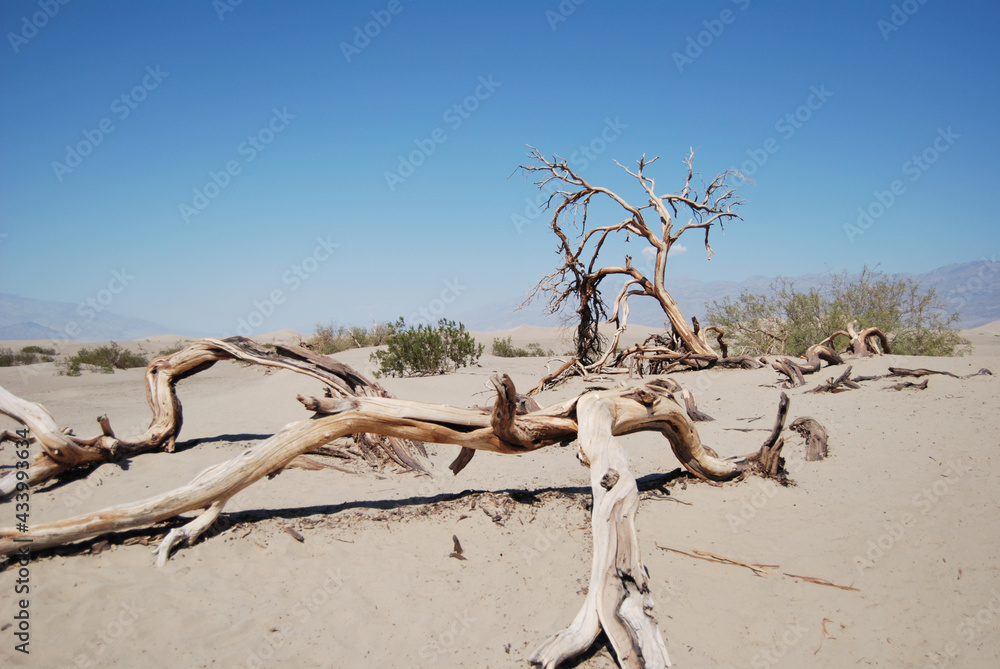 Fallen tree in the desert valley of death in the United States Fallen tree in the desert valley of death in the United States