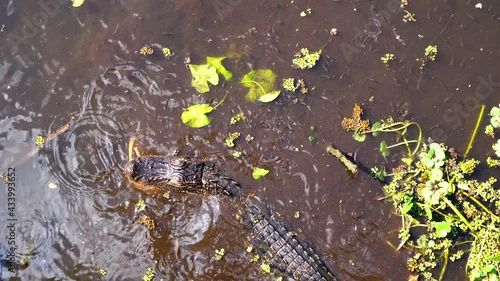 Alligator is catching fish in a river	