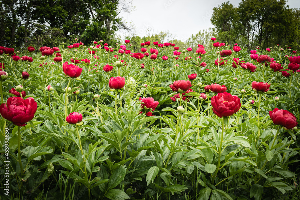 Peonies Peonies