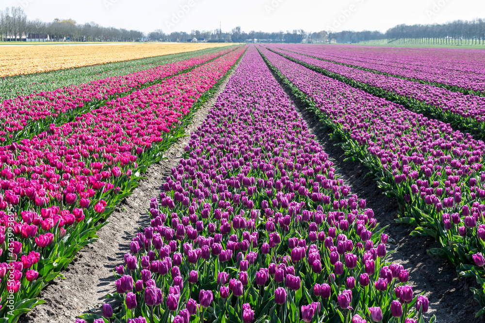 Spring Dutch landscape with tulip fields of multicolored rows of flowers. Symmetrical rows of tulips in perspective to the horizon.