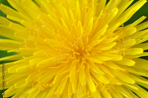 macro image - dandelion flower petals close up with soft focus