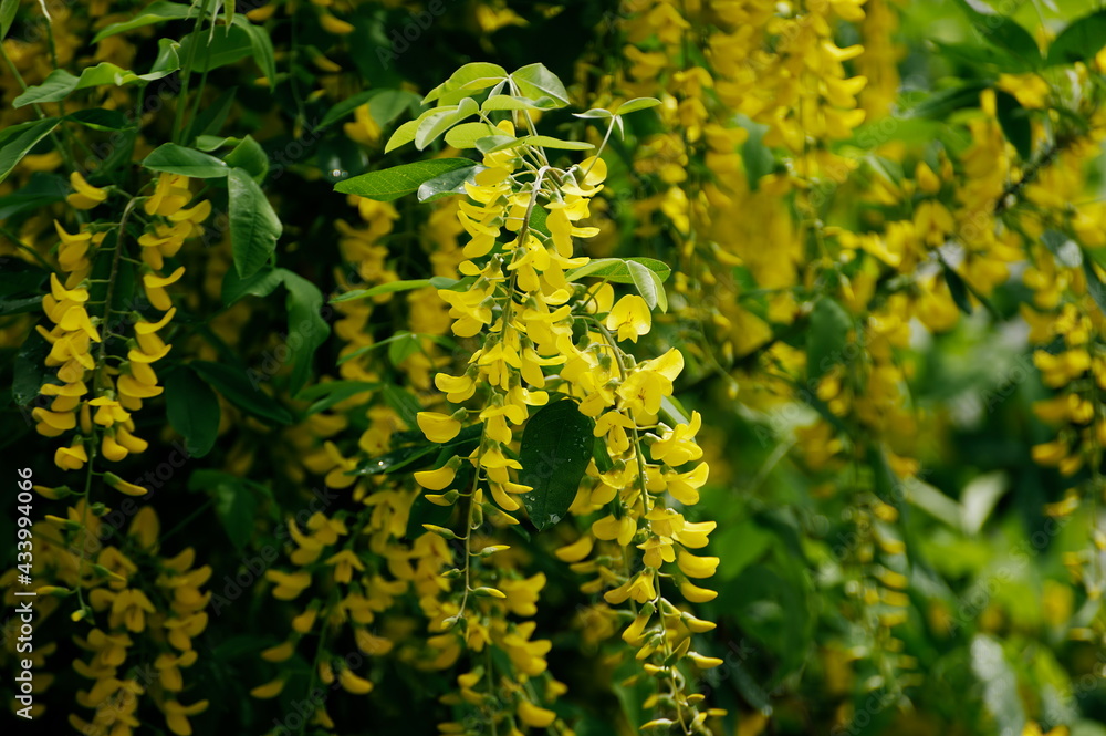 Closeup of beautiful yellow common laburnum flowers outdoors - obrazy, fototapety, plakaty 