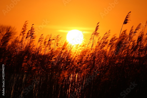 sunset in the field