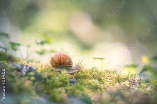 Snail (Helix pomatia) on the moss in the forest soft focus effect