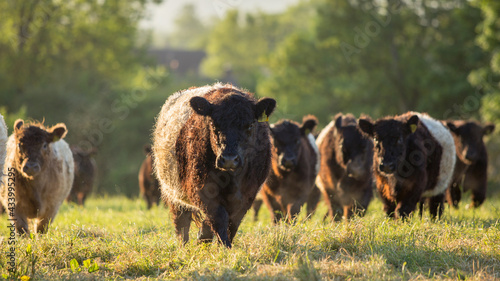 фотографія Belted Galloway Saddlebacks on a small farm in Broadwell, Gloucestershire