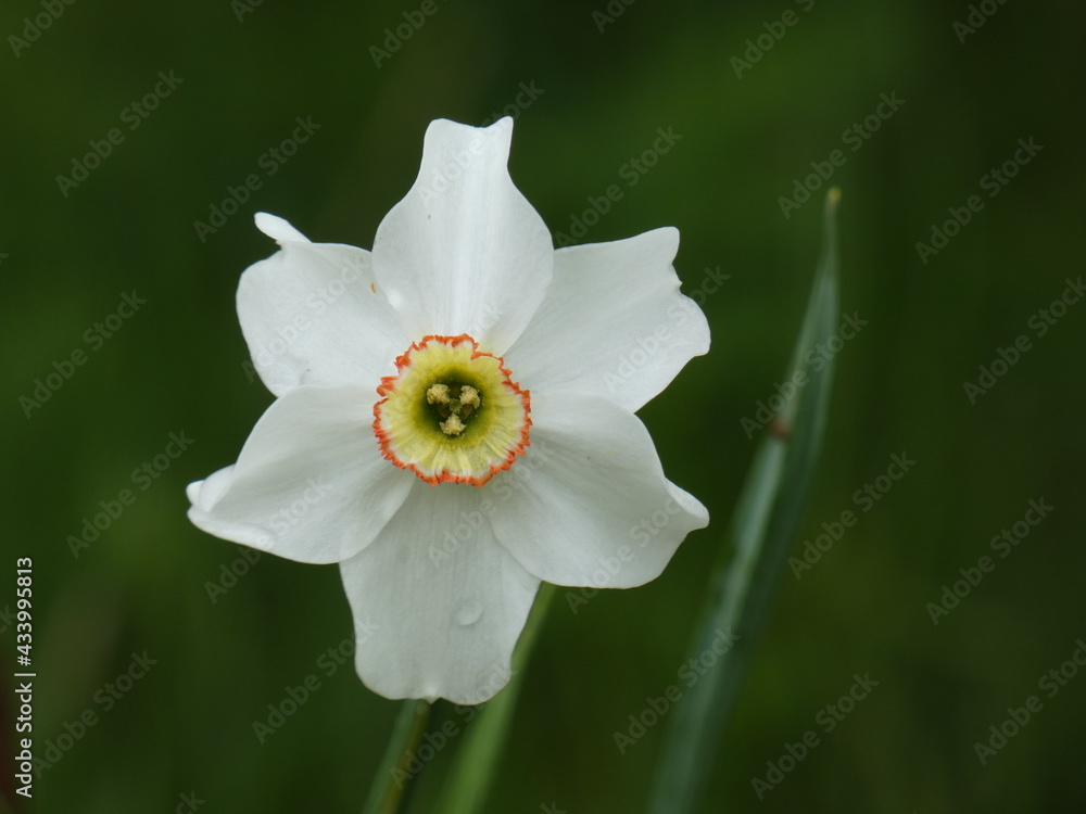 Poet's narcissus (Narcissus poeticus) - close up of white daffodil, Poland - obrazy, fototapety, plakaty 