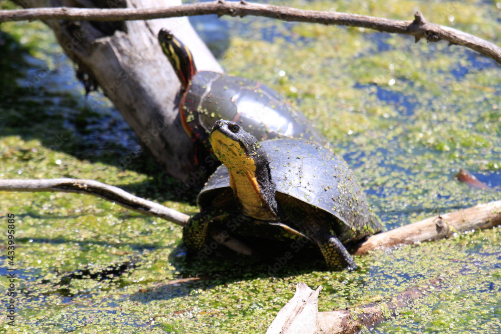 Blanding's Turtle - Emydoidea blandingii, this endangered species ...