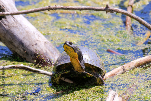 Konstfotografi Blanding's Turtle - Emydoidea blandingii, this endangered species turtle is enjoying the warmth of the sun atop a fallen tree