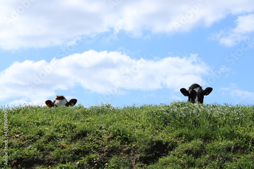 curious cows