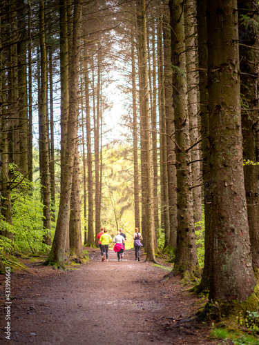 a group of people keeping fit jogging along a gravel path in the pine tree forest