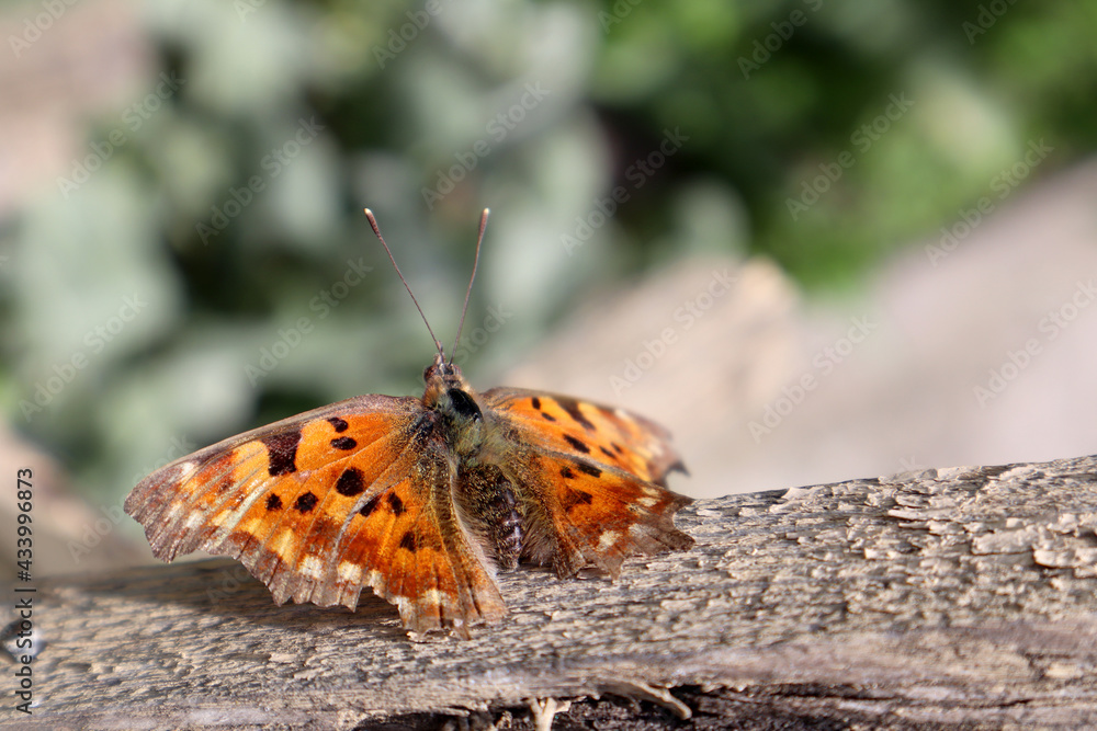 Obraz premium Orange butterfly Polygonia in the garden