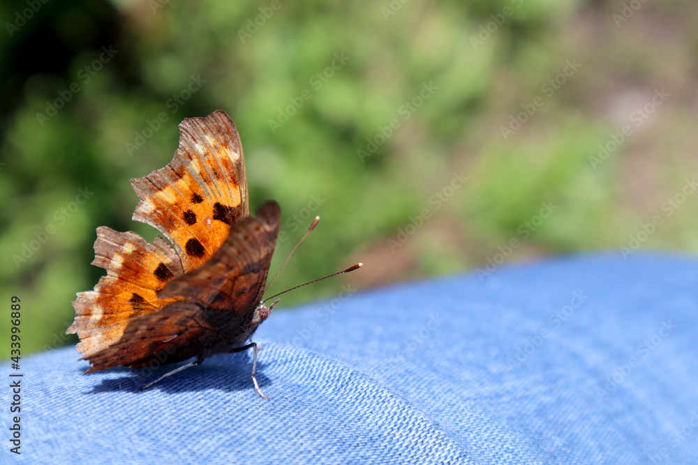 Obraz premium Orange butterfly Polygonia in the garden