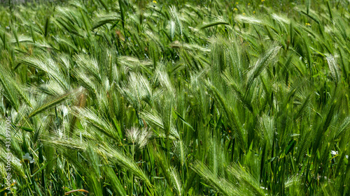 Close up of the green wheat field.