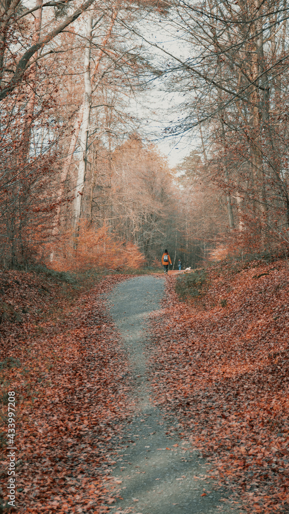 path in the forest