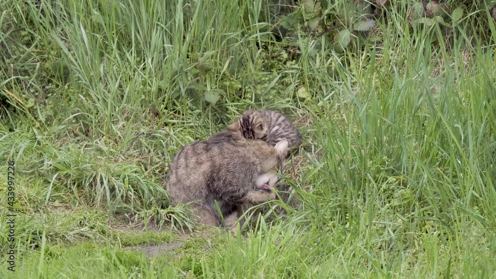 Scottish Wildcat Kittens Scottish Wildcat Kittens