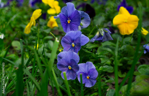 The garden pansy (Viola wittrockiana) is a type of large-flowered hybrid plant cultivated as a garden flower. Wild pansy or Viola tricolor, also known as Johnny Jump up or heartsease.