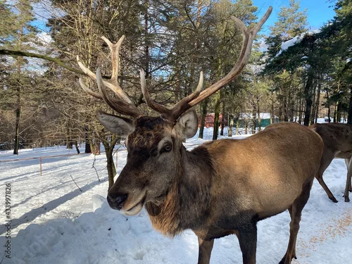 Obraz deer in winter