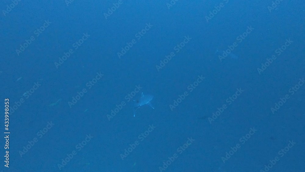 Silvertip Shark, Carcharhinus albimargin, swim in the blue deep ocean looking for food fish hunting. Divers watching sharks. Underwater Scuba Diving in Maldives sea water. Silvertip Shark, Carcharhinus albimargin, swim in the blue deep ocean looking for food fish hunting. Divers watching sharks. Underwater Scuba Diving in Maldives sea water.