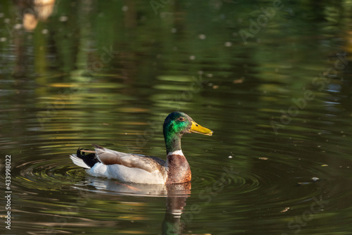 Mallard duck on the Yarkon River in Tel Aviv in an early spring morning. Israel.