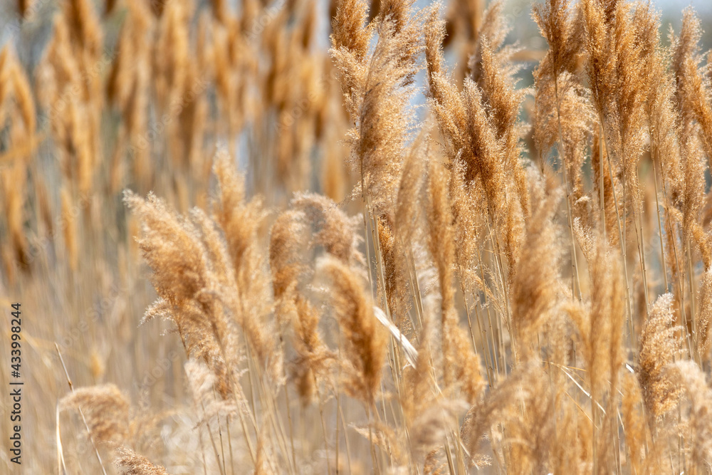 Fototapeta premium Marsh nature background texture