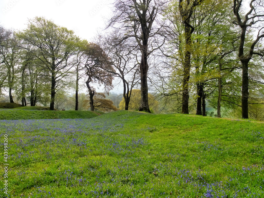 Obraz premium Blackbury Camp East Devon