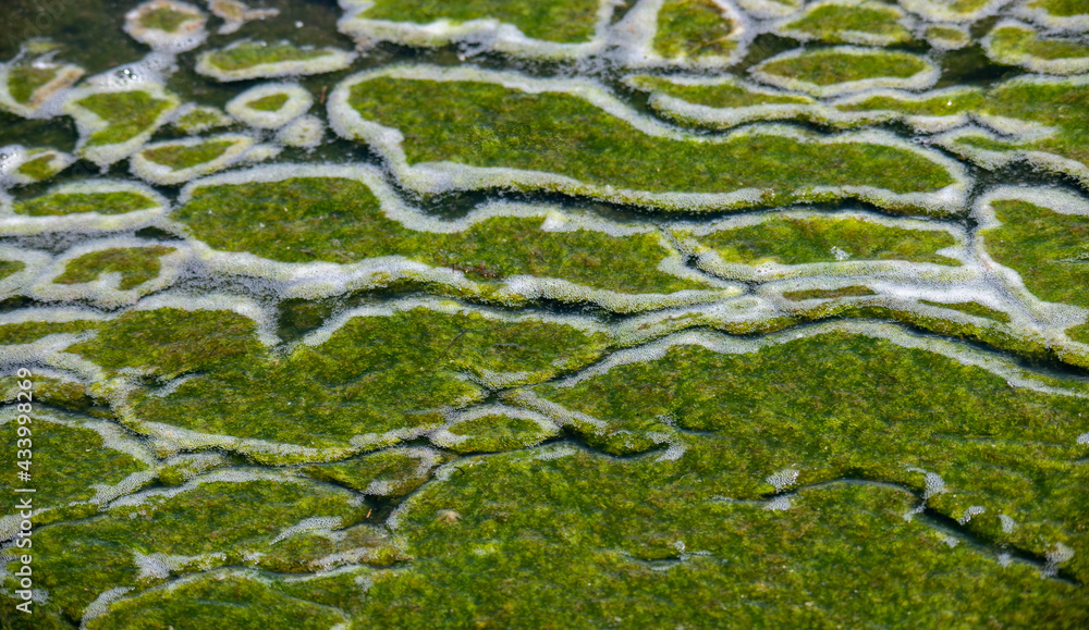 Algae blobs background texture Algae blobs background texture
