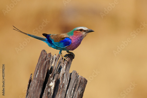 Lilac breasted roller (Coracias caudatus)perched on a branch. photo
