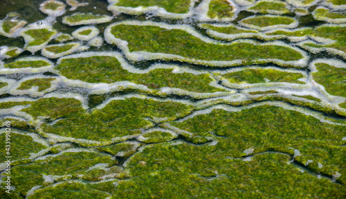 Algae blobs background texture