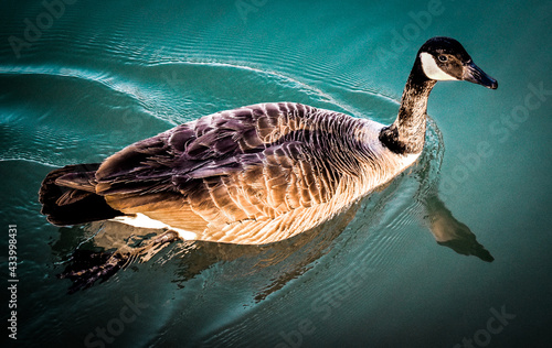 country goose swimming