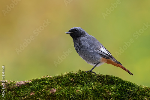 Small bird on a rock