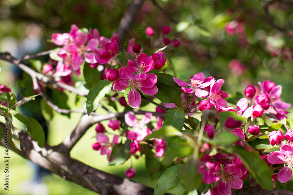 apple tree with blooming red flowers. Summer garden apple tree with blooming red flowers. Summer garden