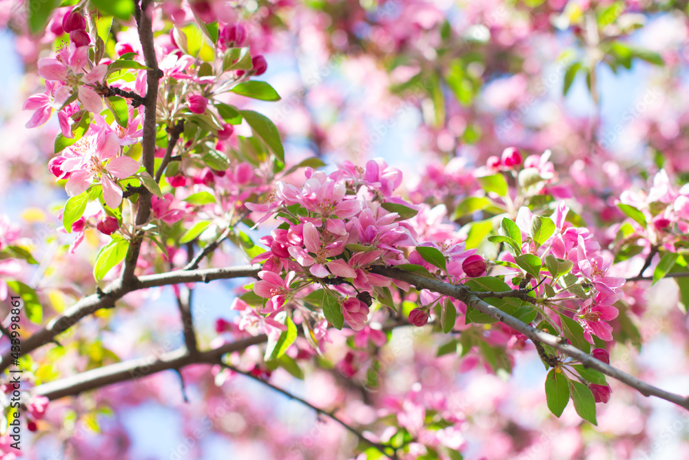 apple tree with blooming red flowers. Summer garden