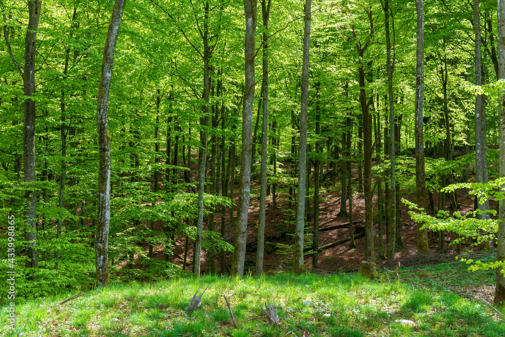 Fototapeta premium Forest in spring