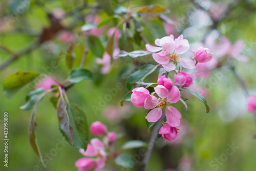 apple tree with blooming red flowers. Summer garden
