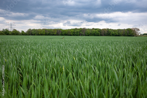 Selective focus view at top of grass or rice grain of agricultural field or meadow against cloudy sky.